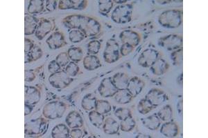 IHC-P analysis of Rat Tissue, with DAB staining. (TGFBR3 antibody  (AA 210-465))