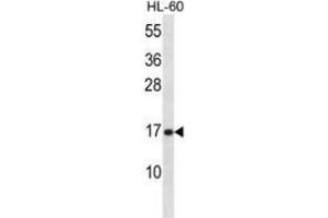 Western blot analysis in HL-60 cell line lysates (35ug/lane) using PLA2G5  Antibody (C-term).