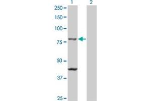 Western Blot analysis of TAP1 expression in transfected 293T cell line by TAP1 monoclonal antibody (M01), clone 2B4. (TAP1 antibody  (AA 241-350))