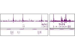Chromatin Immunoprecipitation (ChIP) image for anti-Histone Deacetylase 1 (HDAC1) (AA 1-5) antibody (ABIN2668768)