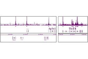 HDAC1 pAb tested by ChIP-Chip. (HDAC1 antibody  (AA 1-5))