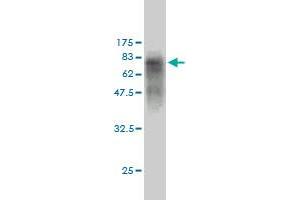 Western Blotting (WB) image for anti-Chromosome 17 Open Reading Frame 75 (C17orf75) (AA 1-396) antibody (ABIN566239)
