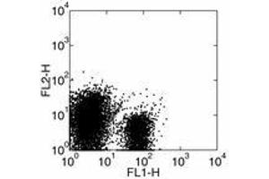 Image no. 1 for anti-Inducible T-Cell Co-Stimulator Ligand (ICOSLG) antibody (ABIN477134) (ICOSLG antibody)