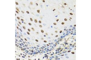 Immunohistochemistry of paraffin-embedded human esophagus using TAF15 antibody.