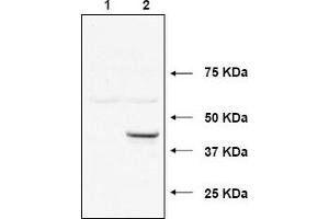Image no. 1 for anti-Ubiquitin-Conjugating Enzyme E2, J1, U (UBE2J1) (N-Term) antibody (ABIN401384) (UBE2J1 antibody  (N-Term))