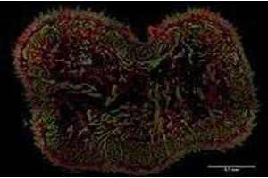 Immunofluorescence (IF) image for anti-AHNAK Nucleoprotein (AHNAK) (N-Term) antibody (ABIN263928) (AHNAK antibody  (N-Term))