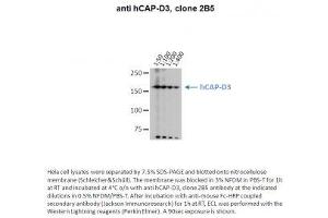 Image no. 1 for anti-Non-SMC Condensin II Complex, Subunit D3 (NCAPD3) antibody (ABIN1042599) (NCAPD3 antibody)