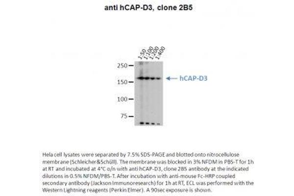 NCAPD3 抗体