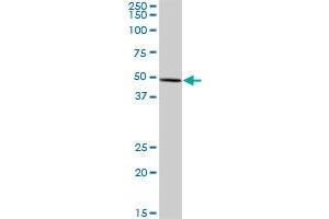FDXR MaxPab polyclonal antibody. (Ferredoxin Reductase antibody  (AA 1-491))