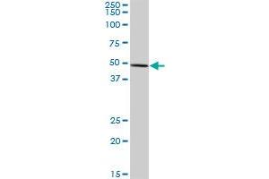 FDXR MaxPab polyclonal antibody. (Ferredoxin Reductase antibody  (AA 1-491))