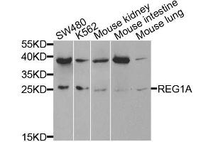 Western blot analysis of extracts of various cell lines, using REG1A antibody.