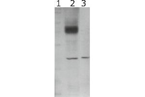 Western-Blot detection of human GFRα-2 expressed in CHO cells.