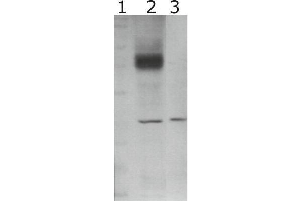 GFRA2 anticorps
