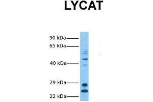 Host:  Rabbit  Target Name:  LYCAT  Sample Tissue:  Human Fetal Liver  Antibody Dilution:  1. (LCLAT1 antibody  (Middle Region))