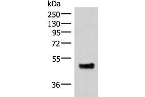 Western blot analysis of Mouse lung tissue lysate using IRX5 Polyclonal Antibody at dilution of 1:300