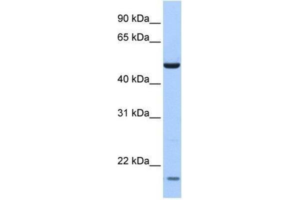 ZNF764 antibody  (N-Term)