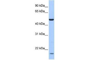 ZNF764 antibody used at 0. (ZNF764 antibody  (N-Term))