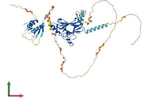AlphaFold protein structure predicition of Human Recombinant IRF5 Protein, UniprotID Q13568 (IRF5 Protein (AA 1-498) (His tag))