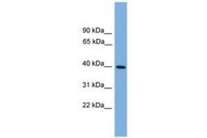 Image no. 1 for anti-Intelectin 2 (ITLN2) (AA 107-156) antibody (ABIN6744876)