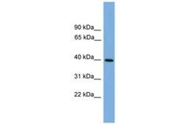 ITLN2 antibody  (AA 107-156)