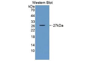 Figure. (ITPA antibody  (AA 3-180))