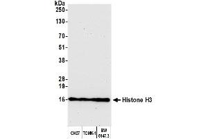 Western Blotting (WB) image for anti-Histone H3 (H3) (C-Term) antibody (ABIN7455227) (Histone 3 antibody  (C-Term))