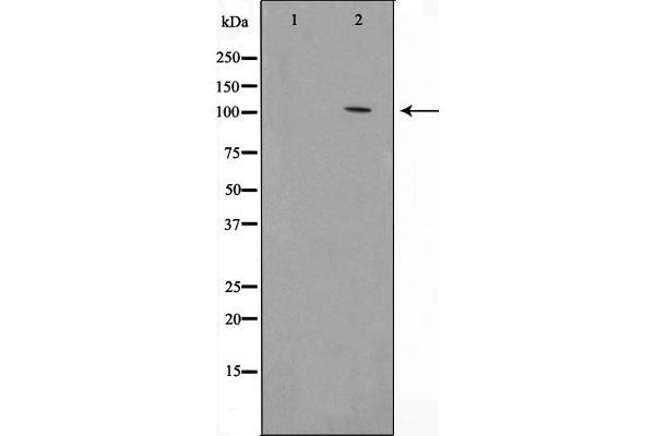 HSPH1 antibody  (C-Term)