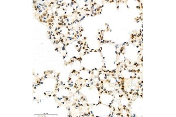 HIF3A antibody