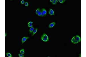 Immunofluorescent analysis of HepG2 cells using ABIN7162603 at dilution of 1:100 and Alexa Fluor 488-congugated AffiniPure Goat Anti-Rabbit IgG(H+L) (PANK2 antibody  (AA 437-490))