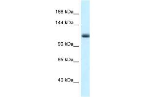 WB Suggested Anti-Mcm10 Antibody   Titration: 1. (MCM10 antibody  (N-Term))