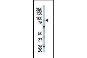 Western blot analysis of anti-FGFR2 Pab in NCI-H460 cell lysate (FGFR2 antibody  (C-Term))