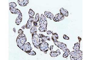 IHC analysis of CTBP2 using anti-CTBP2 antibody (ABIN7601326). (CTBP2 antibody  (AA 321-445))