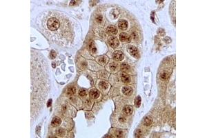 ABIN5539629 (2µg/ml) staining of paraffin embedded Human Kidney.