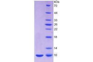 Insulin Protein (INS) (AA 25-54, AA 90-110) (His tag)