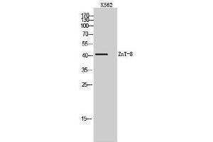 Western Blotting (WB) image for anti-Solute Carrier Family 30 (Zinc Transporter), Member 8 (SLC30A8) (Internal Region) antibody (ABIN3180951) (SLC30A8 antibody  (Internal Region))