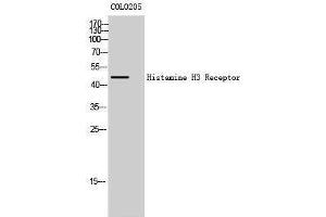 Western Blotting (WB) image for anti-Histamine Receptor H3 (HRH3) (Internal Region) antibody (ABIN3185012) (HRH3 antibody  (Internal Region))
