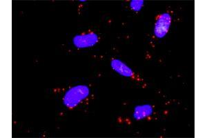 Proximity Ligation Analysis of protein-protein interactions between MAP3K3 and MAP2K5. (MAP3K3 antibody  (AA 1-90))