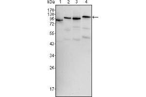 Western blot analysis using BRAF mouse mAb against Hela (1), HL60 (2), HepG2 (3) and NIH/3T3 (4) cell lysate. (BRAF antibody)