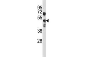 EDG8 antibody western blot analysis in A549 lysate. (S1PR5 antibody  (AA 219-247))