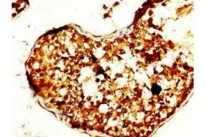 IHC image of ABIN7172295 diluted at 1:240 and staining in paraffin-embedded human testis tissue performed on a Leica BondTM system. (TOM1L1 antibody  (AA 296-476))