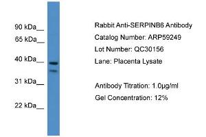 WB Suggested Anti-SERPINB6  Antibody Titration: 0. (SERPINB6 antibody  (Middle Region))