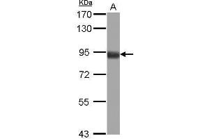 WB Image Sample (30 ug of whole cell lysate) A: 293T 7. (FOXO3 antibody  (C-Term))