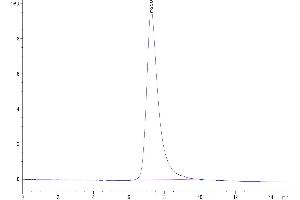 The purity of Human 4-1BB is greater than 95 % as determined by SEC-HPLC. (CD137 Protein (AA 24-186) (His tag))