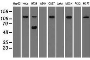 Western blot analysis of extracts (35 µg) from 9 different cell lines by using anti-SIGLEC9 monoclonal antibody. (SIGLEC9 antibody)