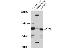 Western blot analysis of extracts of various cell lines, using DKC1 Rabbit mAb (ABIN7266869) at 1:1000 dilution. (DKC1 antibody)