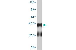 Western Blot detection against Immunogen (41. (RUNX2 antibody  (AA 311-450))