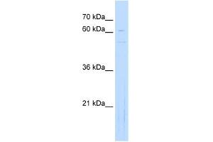 WB Suggested Anti-NOBOX Antibody Titration:  0. (NOBOX antibody  (Middle Region))