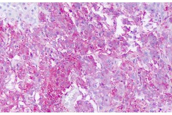 GPR161 antibody  (Cytoplasmic Domain)