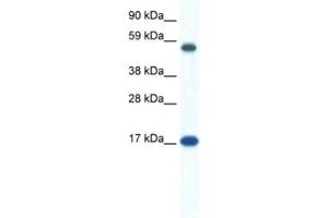 Western Blotting (WB) image for anti-Zinc Finger Protein 554 (ZNF554) antibody (ABIN2461304) (ZNF554 antibody)