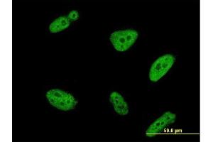 Immunofluorescence (IF) image for anti-Polymerase (RNA) III (DNA Directed) Polypeptide K, 12.3 KDa (POLR3K) (AA 1-108) antibody (ABIN565661)